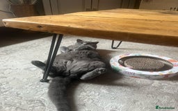 British Shorthair cats for sale: British Shorthair Male — experience needed! - Advert 18