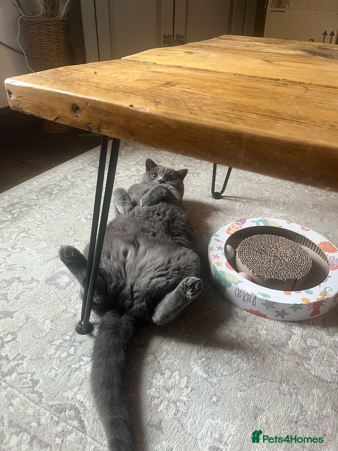 British Shorthair cats for sale: British Shorthair Male — experience needed! - Advert 18