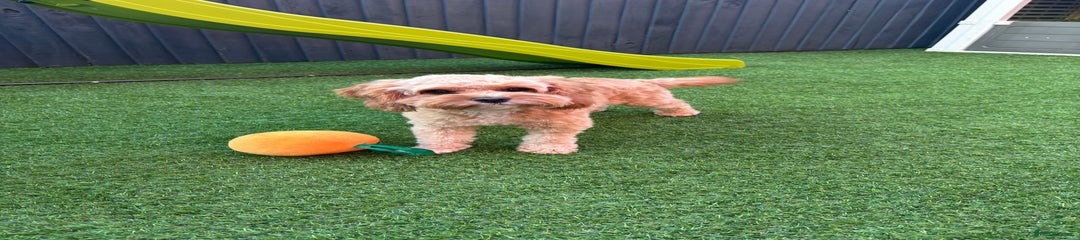 Cavapoo Puppy 1