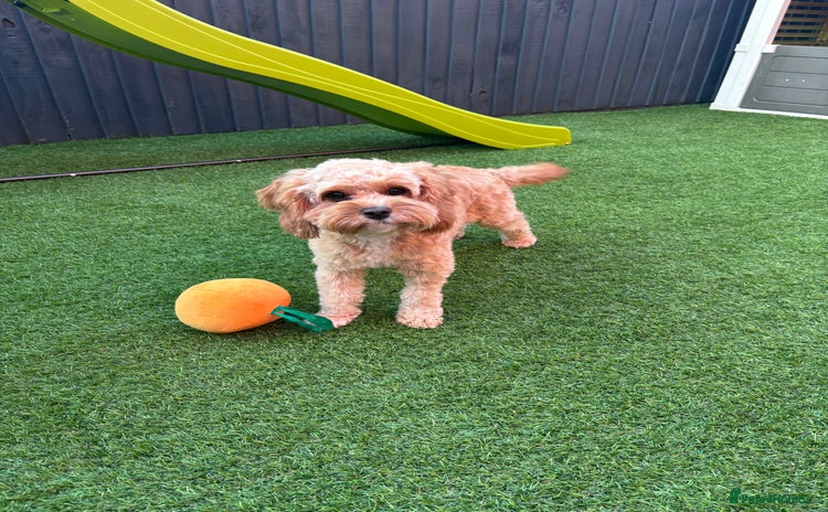 Cavapoo dogs - Advert 1
