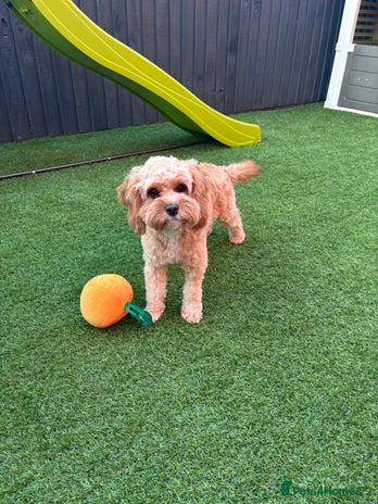 Cavapoo dogs - Advert 2