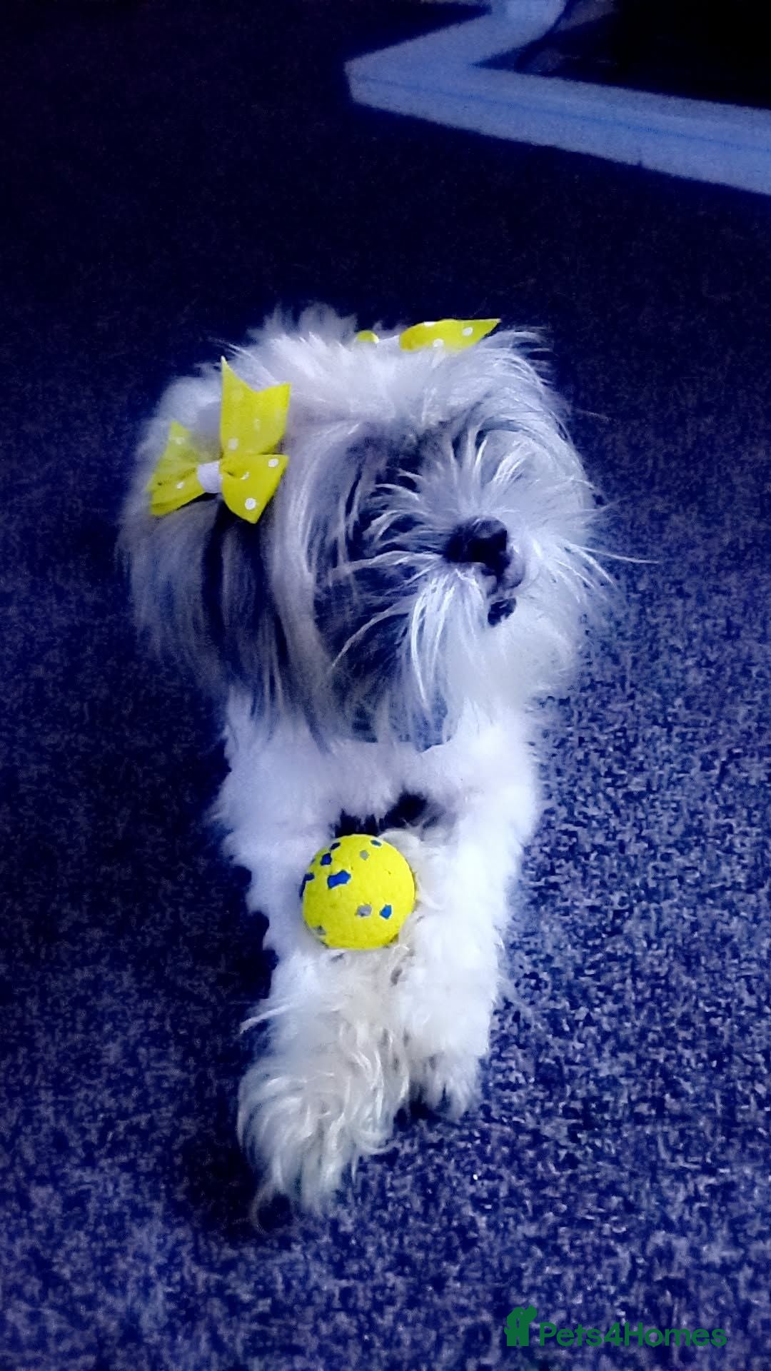 Shih Tzu dogs Nearly 2 year old shiz Tzu  - Advert 9
