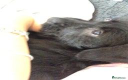 Mixed Breed dogs for sale: Sad sale - Image 3