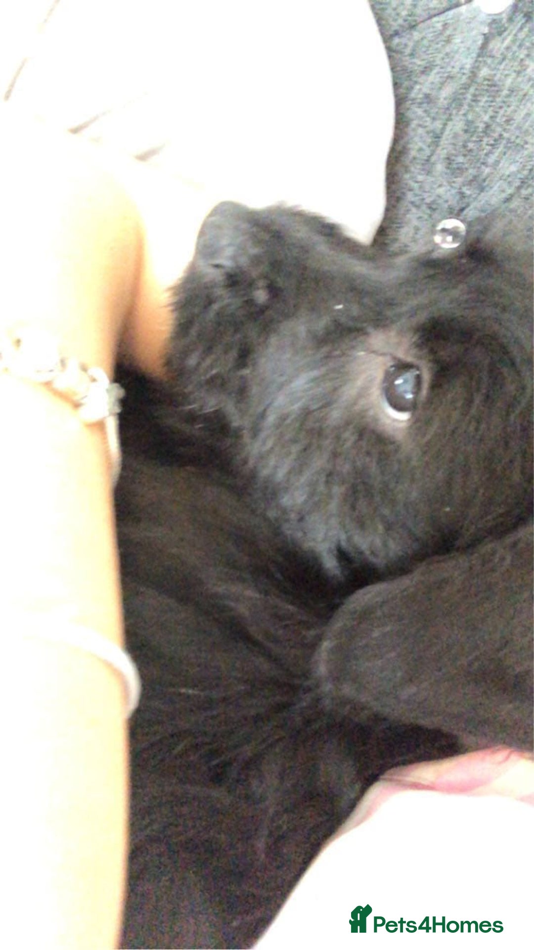 Mixed Breed dogs for sale: Sad sale - Image 3