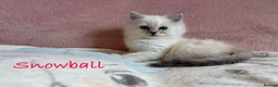 Perdoll cats for sale: Absolutely beautiful Perdoll Kittens  - Advert 9