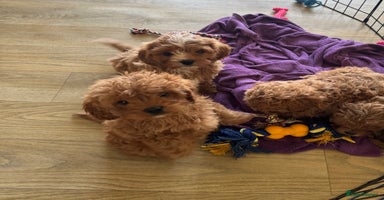 Cavapoo dogs Stunning F1 cavapoos  - Advert 7