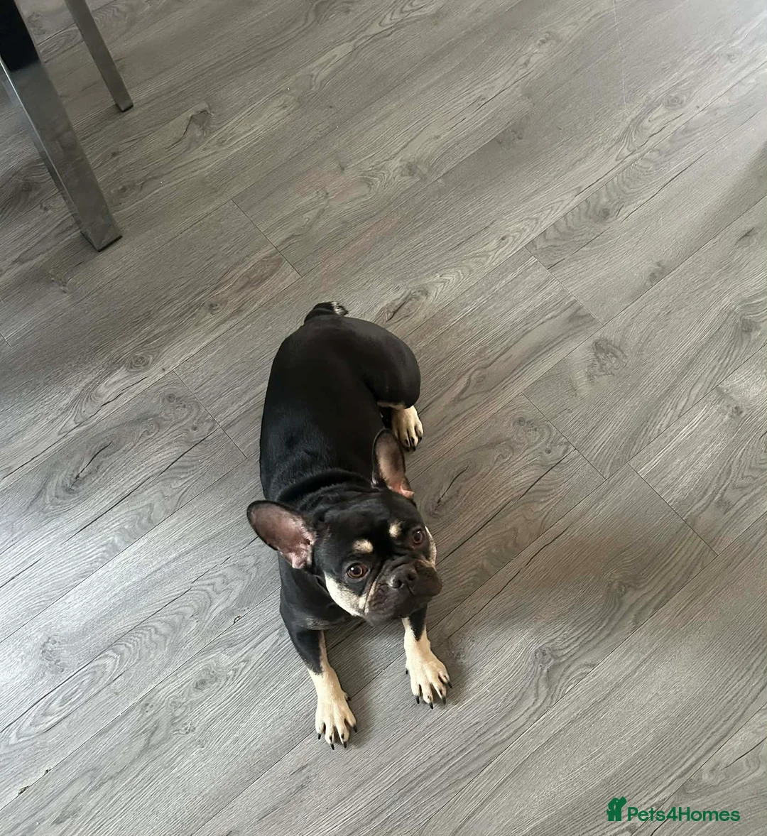 French Bulldog dogs for sale: female french bulldog - Advert 2