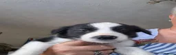 Border Collie dogs for sale: Border collie puppies  in Derby - Advert 3