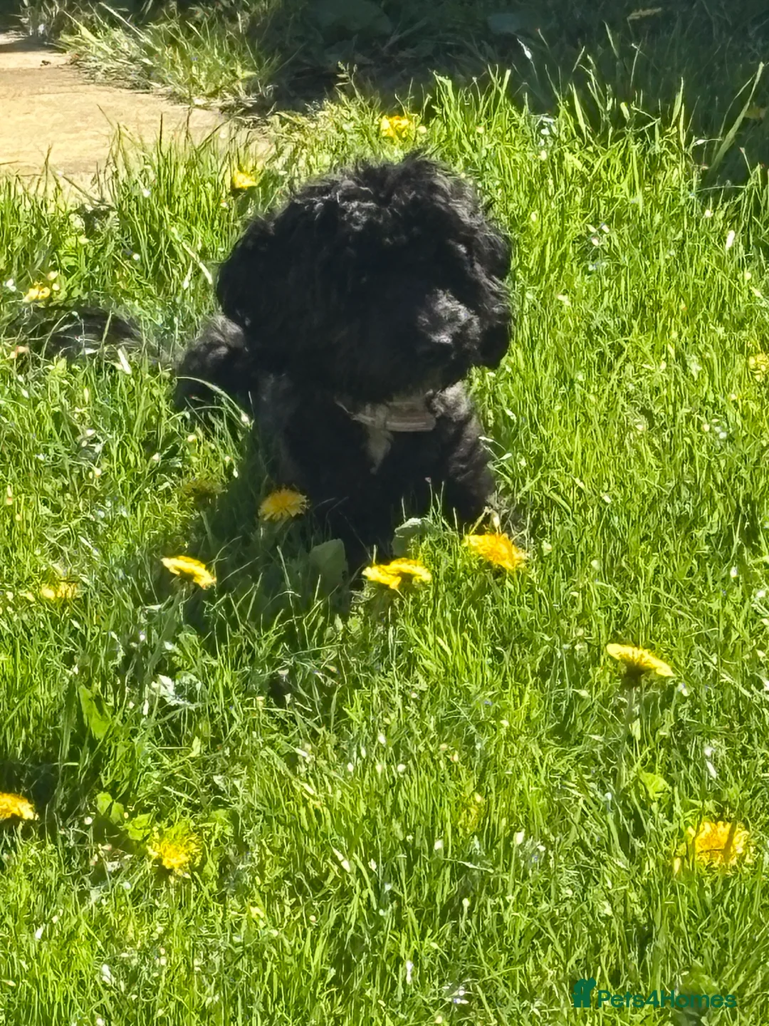 Cockapoo dogs for sale: Cockerpoo for sale  - Advert 3