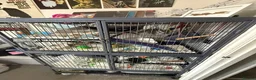 Rat rodents for sale: 4 dumbo rats + cage, food and accessories  in Esher - Advert 11