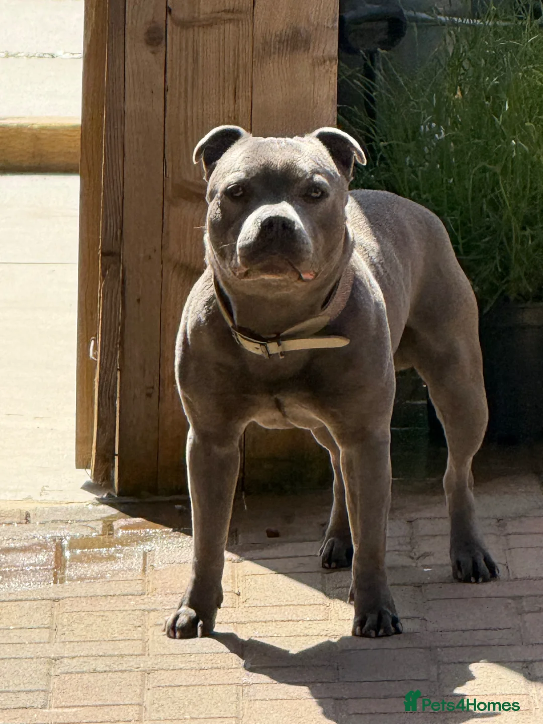 Staffordshire Bull Terrier dogs for stud: Aqua chop SPENCE🩸A SUPERB CH VALGLO BLOODLINE🩸 - Advert 2