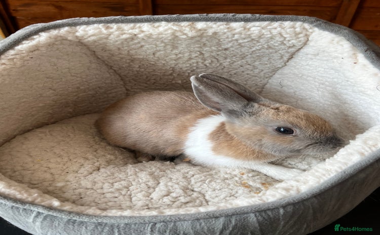 Mixed Breed rabbits - Advert 2