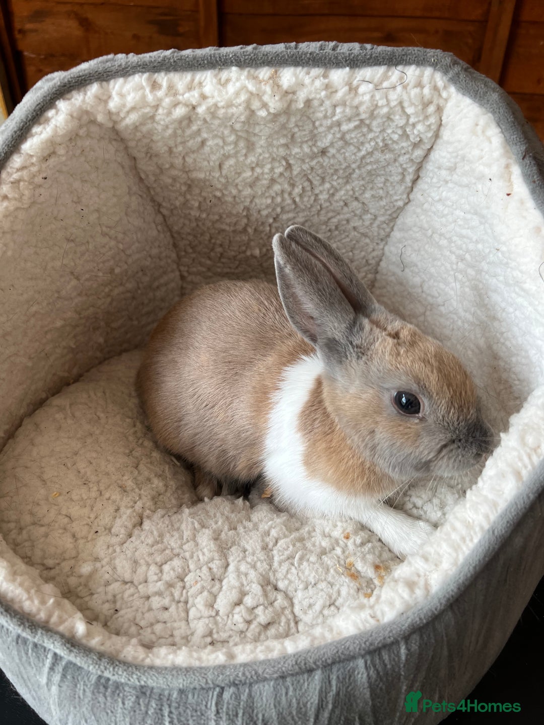 Mixed Breed rabbits for sale: Rabbit  - Image 1