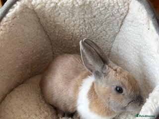 Mixed Breed rabbits - Advert 14