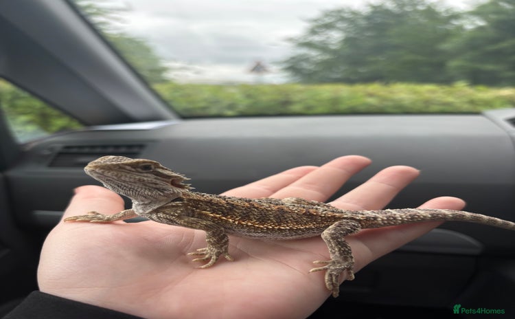 Bearded Dragon reptiles - Advert 3
