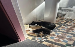 Mixed Breed cats for sale: Kittens for sale - Image 8