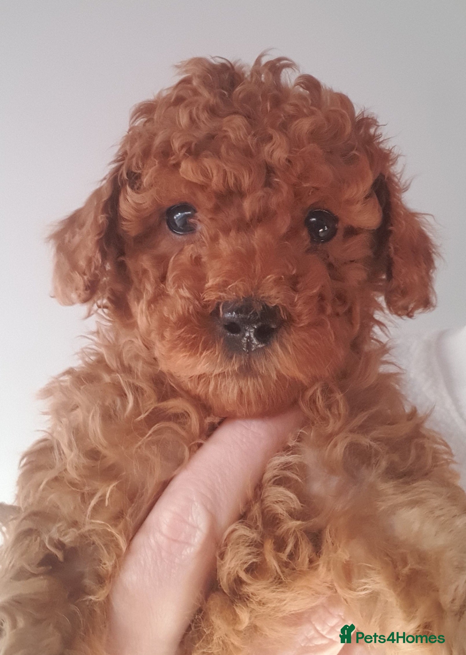 Toy Poodle dogs STUNNING KC REGISTED TOY POODLE BOY - Advert 8