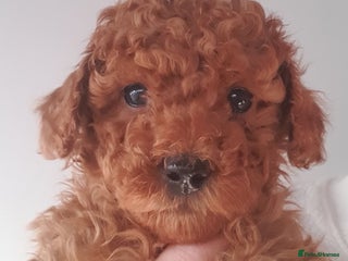 Toy Poodle dogs STUNNING KC REGISTED TOY POODLE BOY - Advert 6