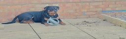 Rottweiler dogs for sale: Kc registered chunky pups - Advert 7