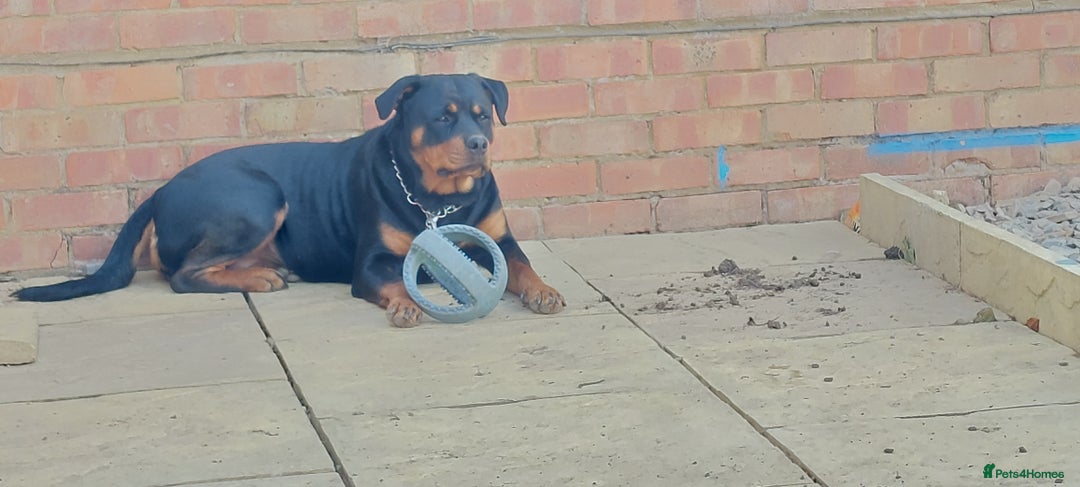 Rottweiler dogs for sale: Kc registered chunky pups - Advert 7