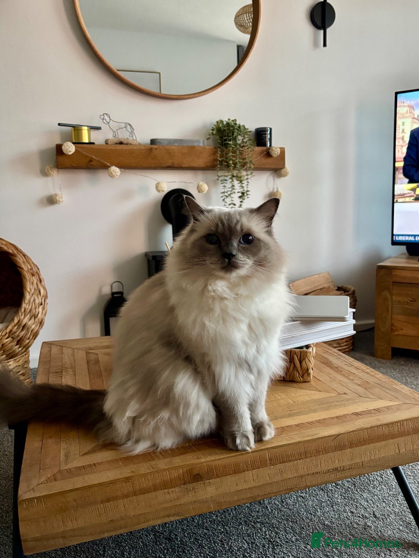 Ragdoll cats Beautiful 4yr old GCCF registered Ragdoll - Advert 19