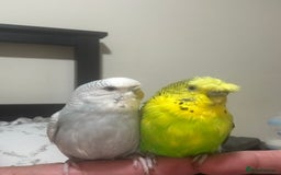 Budgerigars birds for sale: Budgies for sale  - Image 11