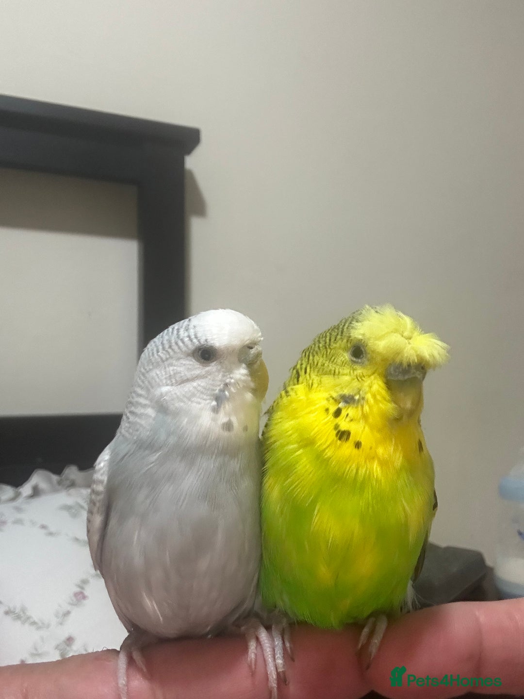 Budgerigars birds for sale: Budgies for sale  - Image 11