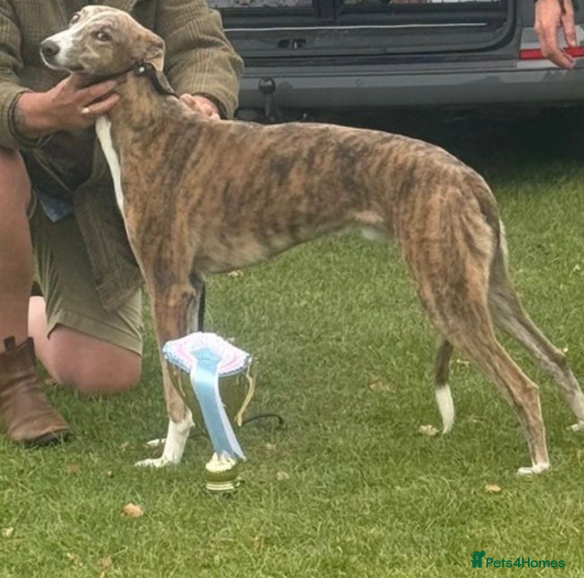 Mixed Breed dogs Lurcher  - Advert 18