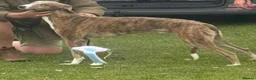 Mixed Breed dogs for sale: Lurcher  in Holyhead - Advert 1