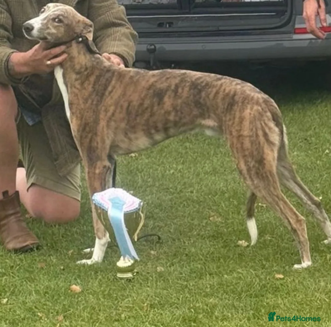Mixed Breed dogs for sale: Lurcher  in Holyhead - Advert 1