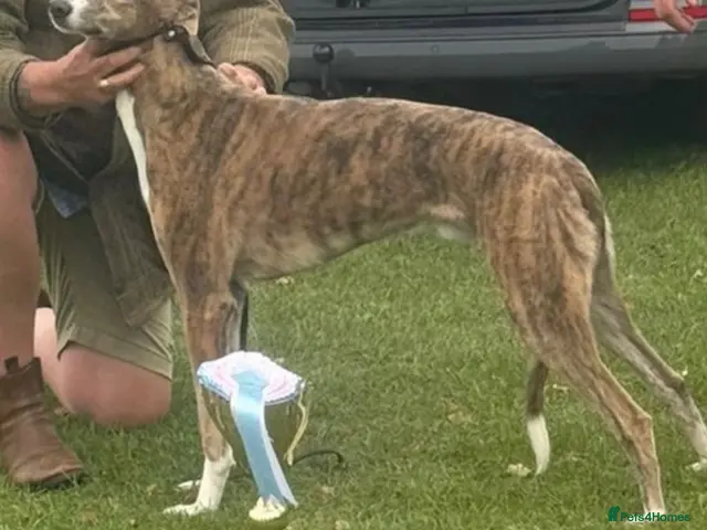 Mixed Breed dogs Lurcher - Advert 6