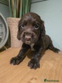 Cocker Spaniel Puppy 7