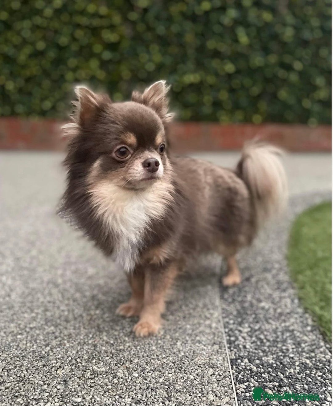 Chihuahua dogs for sale: Beautiful chihuahua puppies  - Advert 20