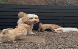 Cavapoo dogs for sale: Cavapoo puppies ready in 1 week! 2 girls left! in Brierley Hill - Image 6