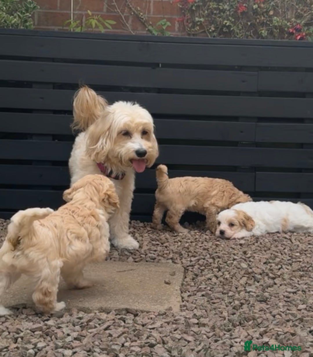 Cavapoo dogs for sale: Cavapoo puppies ready in 1 week! 2 girls left! in Brierley Hill - Image 6
