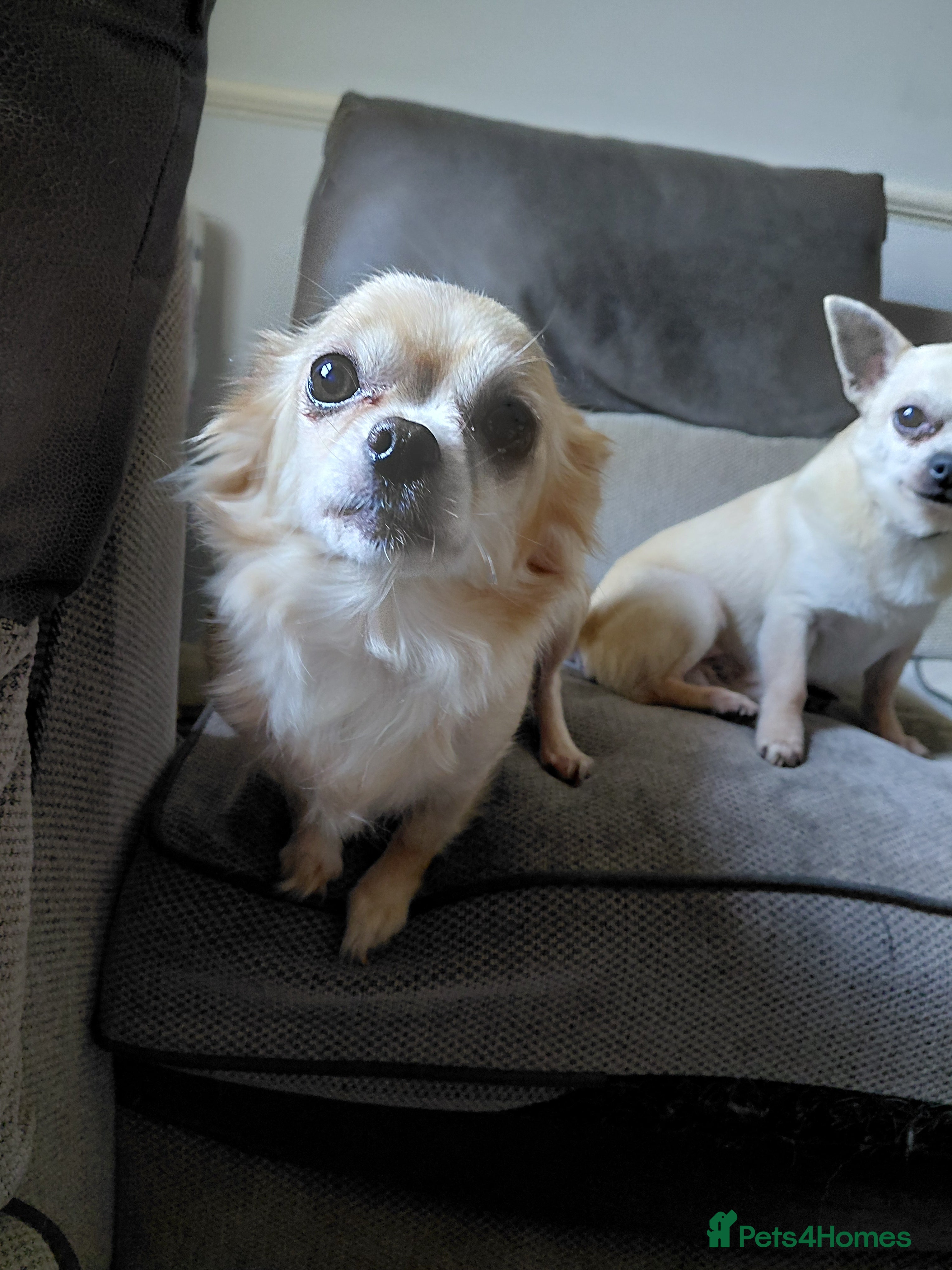 Chihuahua dogs Chihuahua pups - Advert 1