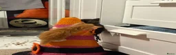 Domestic Shorthair cats for sale: 5 beautiful kittens for sale - Advert 16