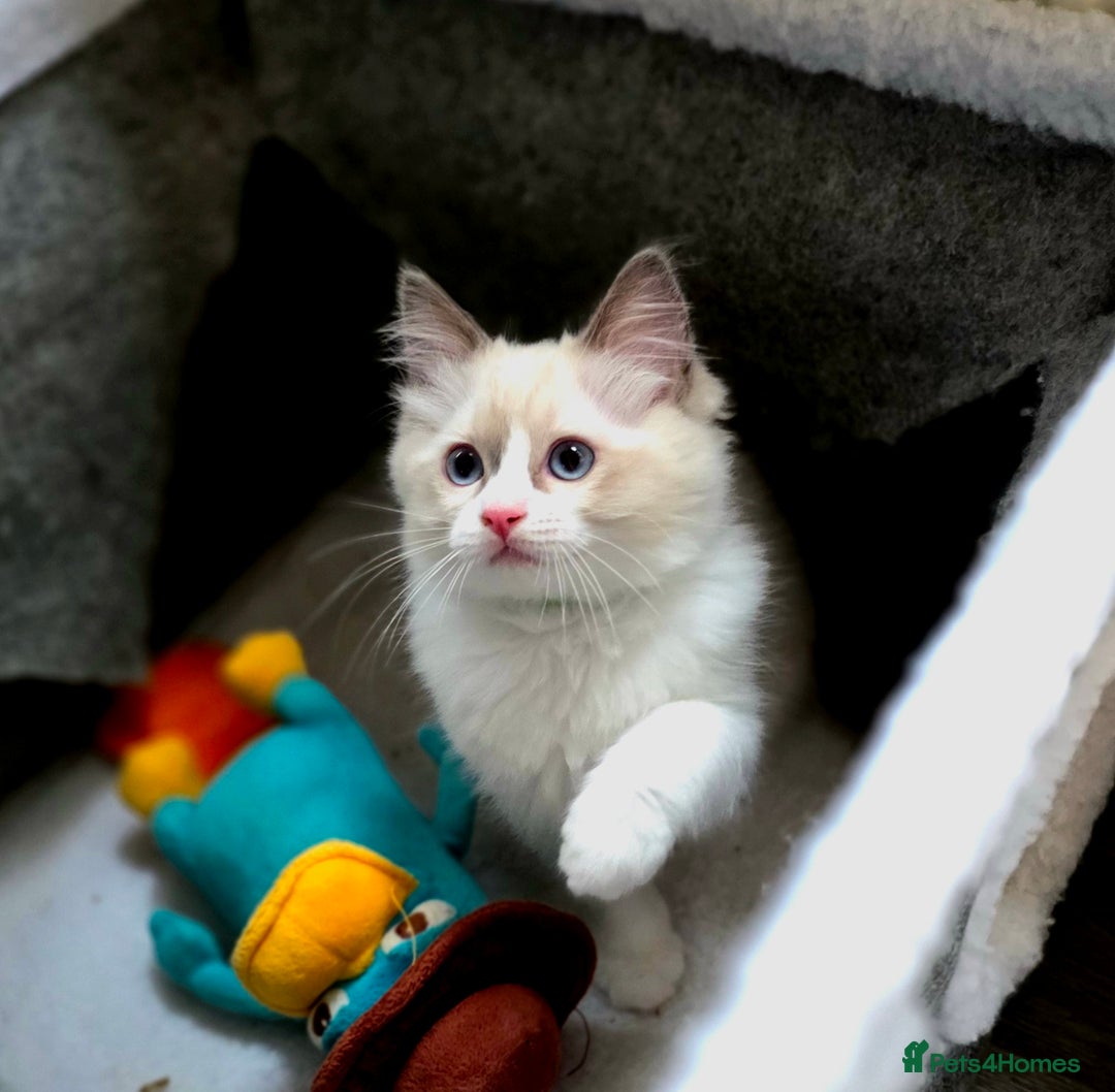 Ragdoll cats for sale:  Ragdoll Kittens from Licensed Breeder (1Boy left) - Image 9
