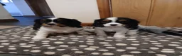 Cavalier King Charles Spaniel dogs for sale: Beautiful puppies - Advert 3