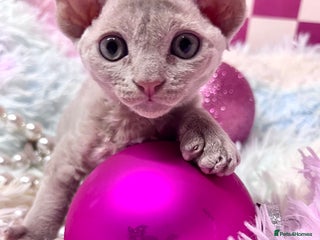 Devon Rex cats - Advert 2