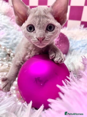 Devon Rex cats - Advert 2