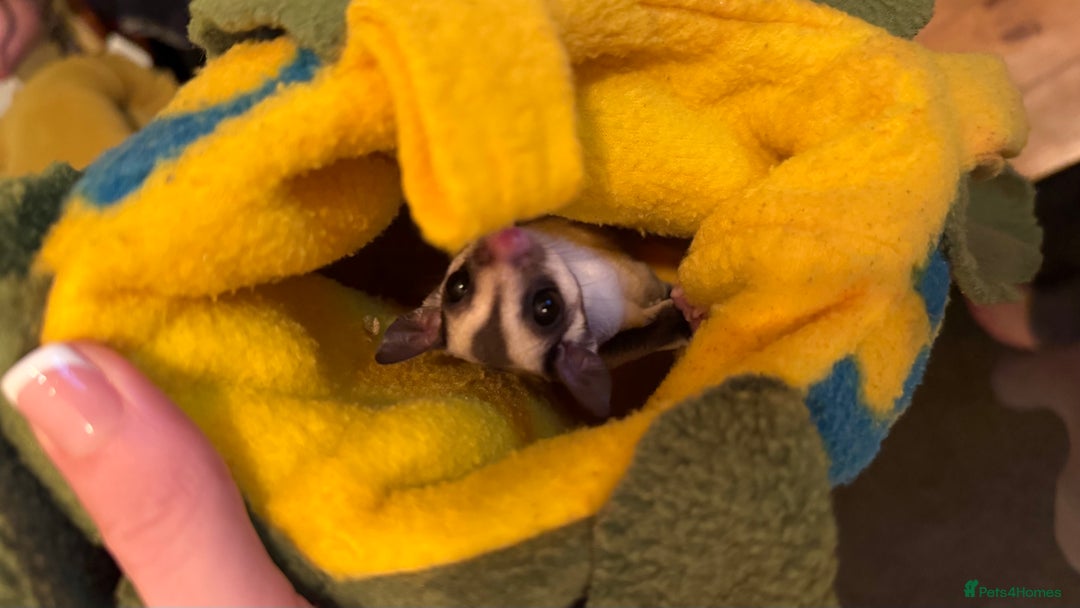 Sugar Glider rodents for sale: male and female ready to go - Advert 7