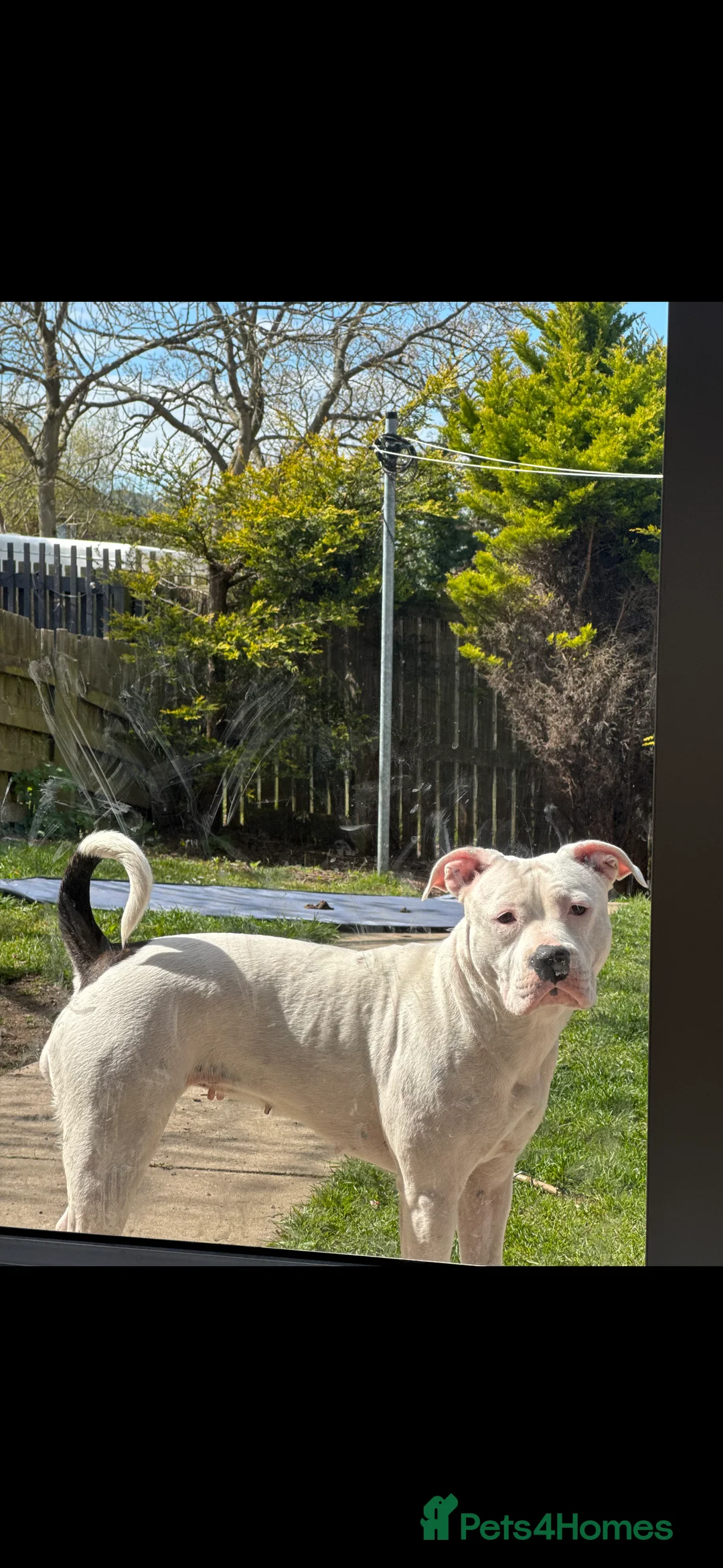 Staffordshire Bull Terrier dogs for sale: Irish Staffy Puppies for sale  - Advert 9