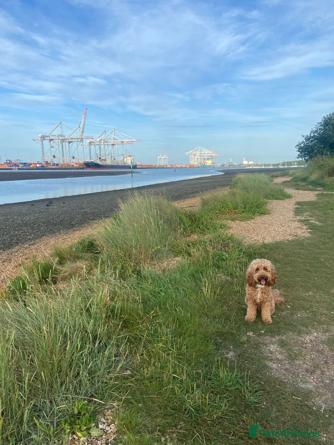 Cockapoo dogs for stud: Cockapoo F1 for stud - Advert 2