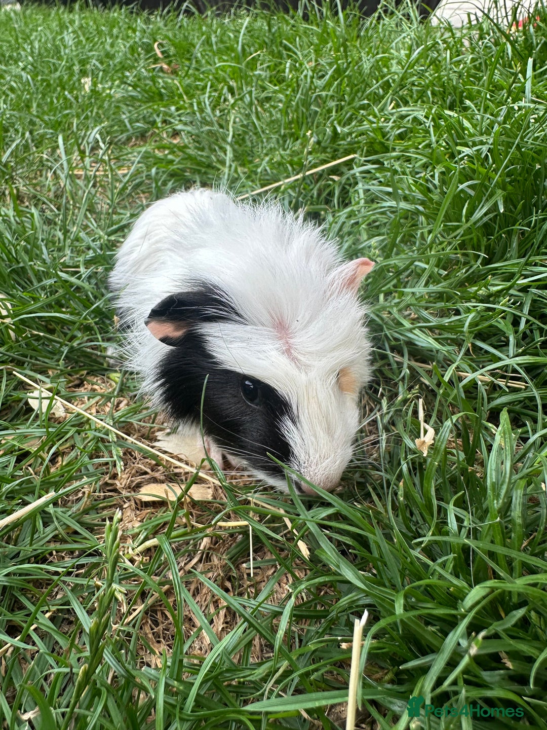 Guinea Pig rodents for sale: Male Guinea Pigs For Sale  - Image 10