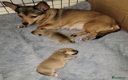 Mixed Breed dogs for sale: Chihuahua jack Russell boy puppy - Image 2