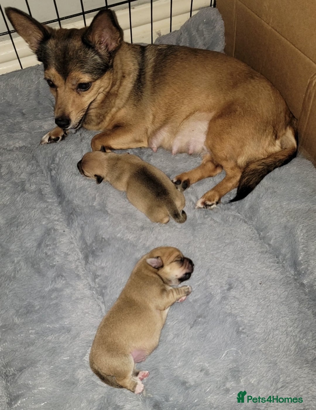 Mixed Breed dogs for sale: Chihuahua jack Russell boy puppy - Image 2