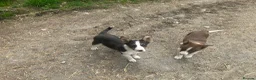 Border Collie dogs for sale: 5 Male Gorgeous Border Collie Pups - Advert 11