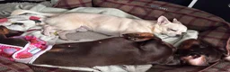 Chihuahua dogs for stud: 3 year old short haired Chi for stud (proven) - Advert 10