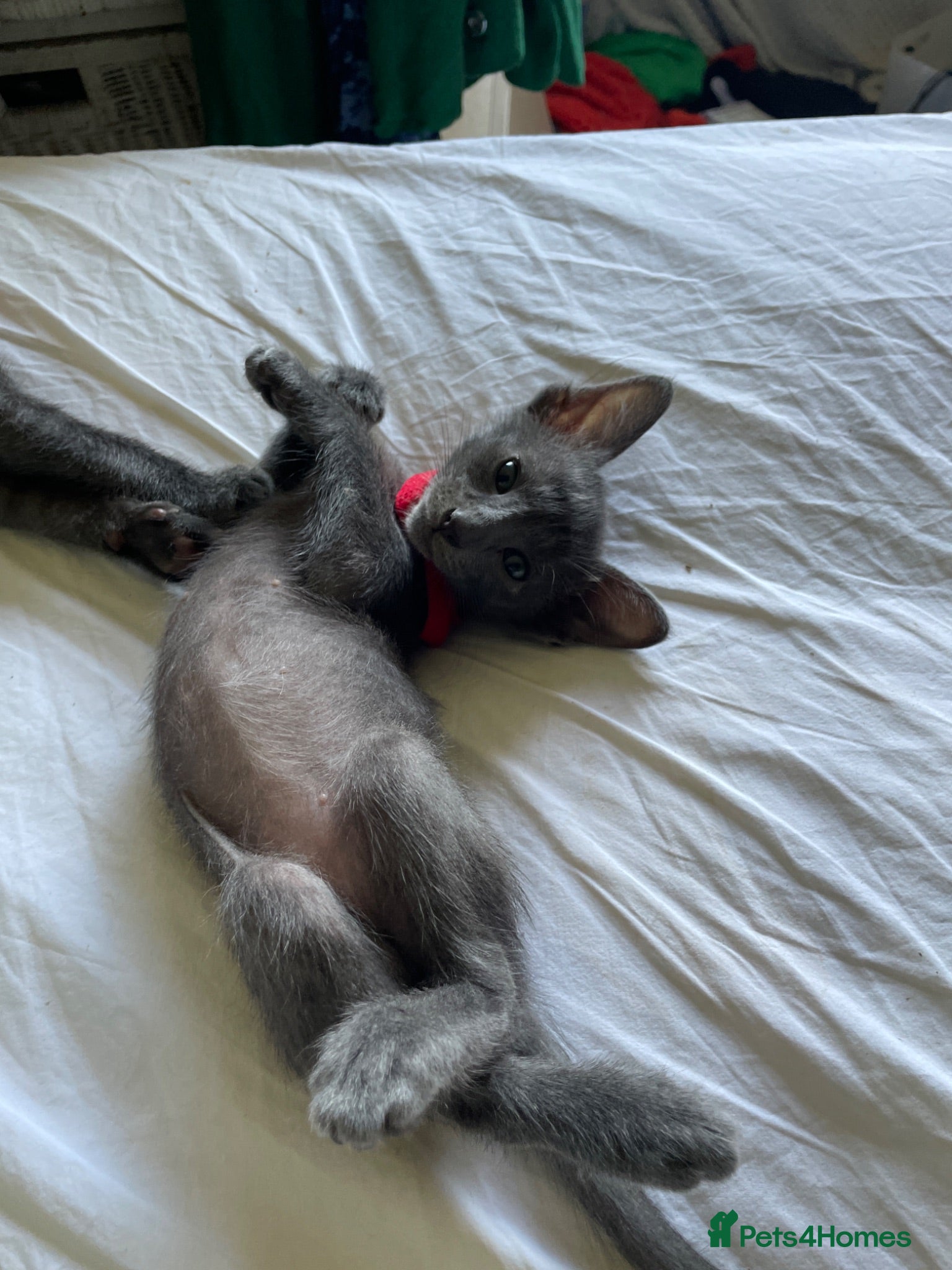 Oriental cats 7 stunning oriental kittens available now - Advert 2